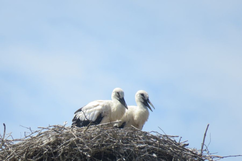 Two young white storks are standing close together in a large nest made of sticks, set high against a pale blue sky. One of them has its beak slightly open.