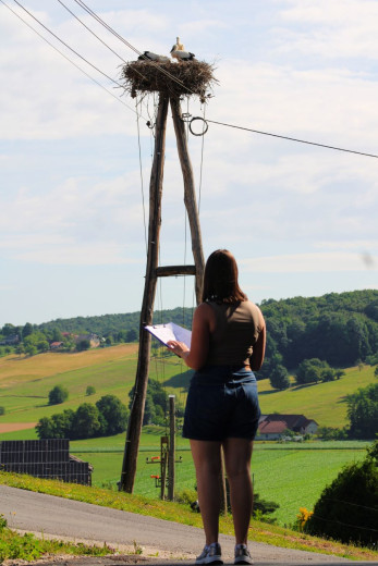 This photo shows a woman standing with a paper and pen in her hand taking notes of the stork nest on an electircity pole. There are three storks in the nest.