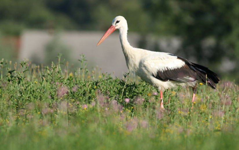 This photo shows a white stork waling on a meadow looking for food.