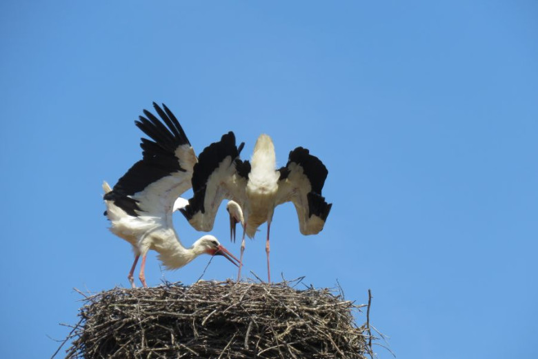 This photo shows two storks standing on the nest and reparing it.
