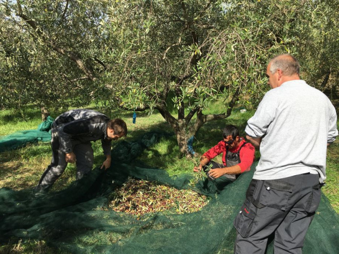 Olive harvest scene with four men gathered under olive trees, collecting olives fallen onto a green net spread on the ground.