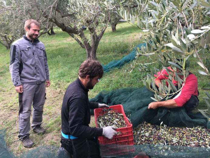 Olive harvest scene with three men: one standing and two kneeling to gather olives from netting on the ground into a red crate.