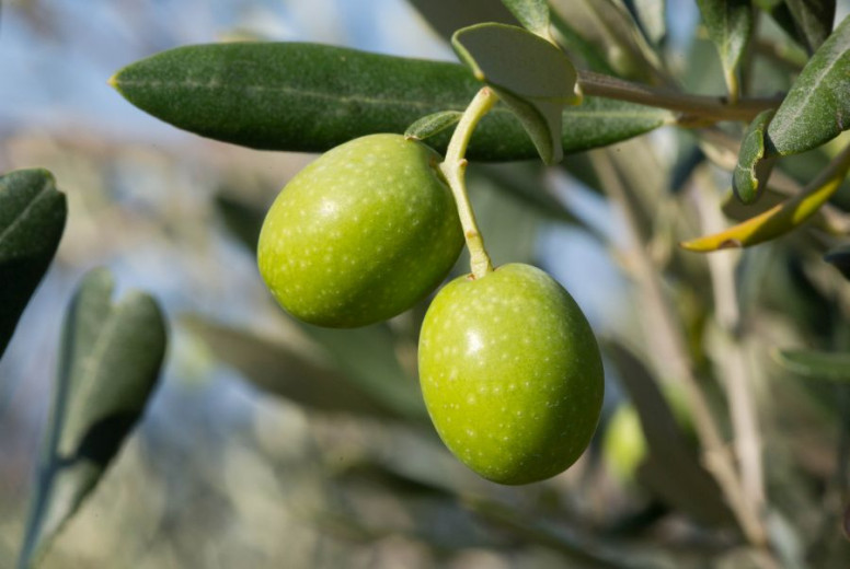 Close-up on ripe green olives hanging from a branch with green leaves.