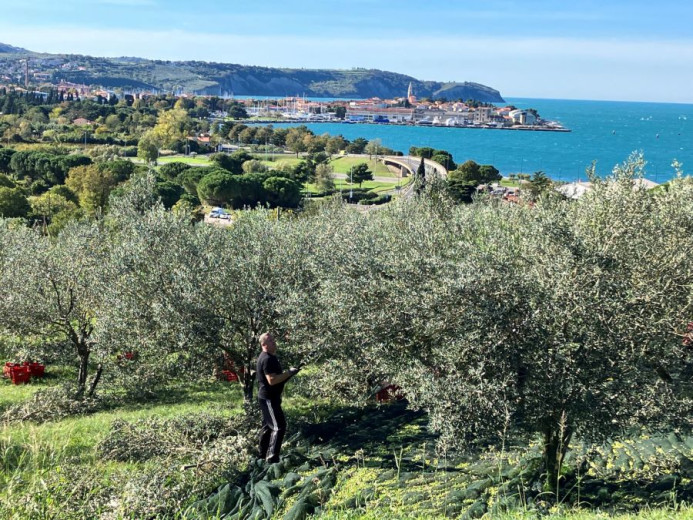 An olive grove overlooks a seaside town  of Izola where a man harvests olives. The ground around the trees is covered with green netting.