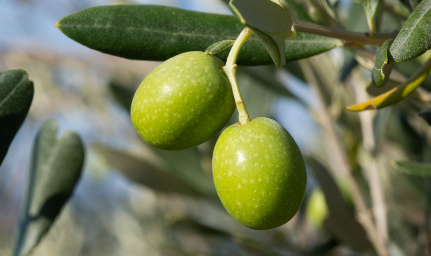 Close-up on ripe green olives hanging from a branch with green leaves.