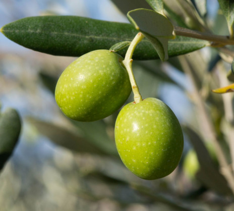 Close-up on ripe green olives hanging from a branch with green leaves.