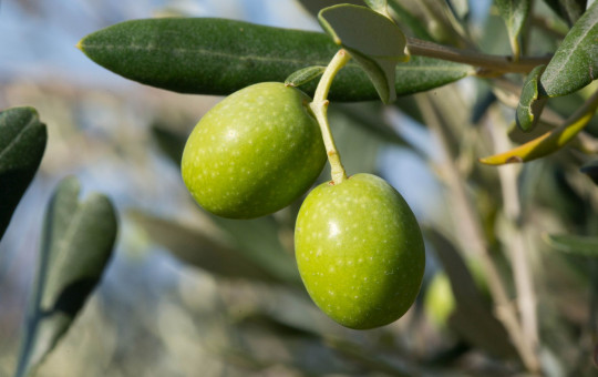 Close-up on ripe green olives hanging from a branch with green leaves.