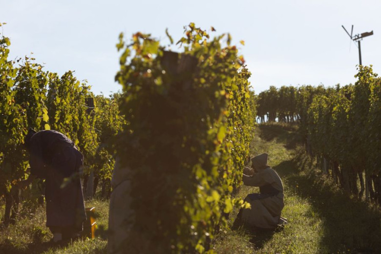 Dva človeka v meniških oblačilih delata v sončnem vinogradu in obirata grozdje. Obdana sta z bujnimi zelenimi trtami pod jasnim nebom, kar ustvarja spokojno, rustikalno vzdušje.
