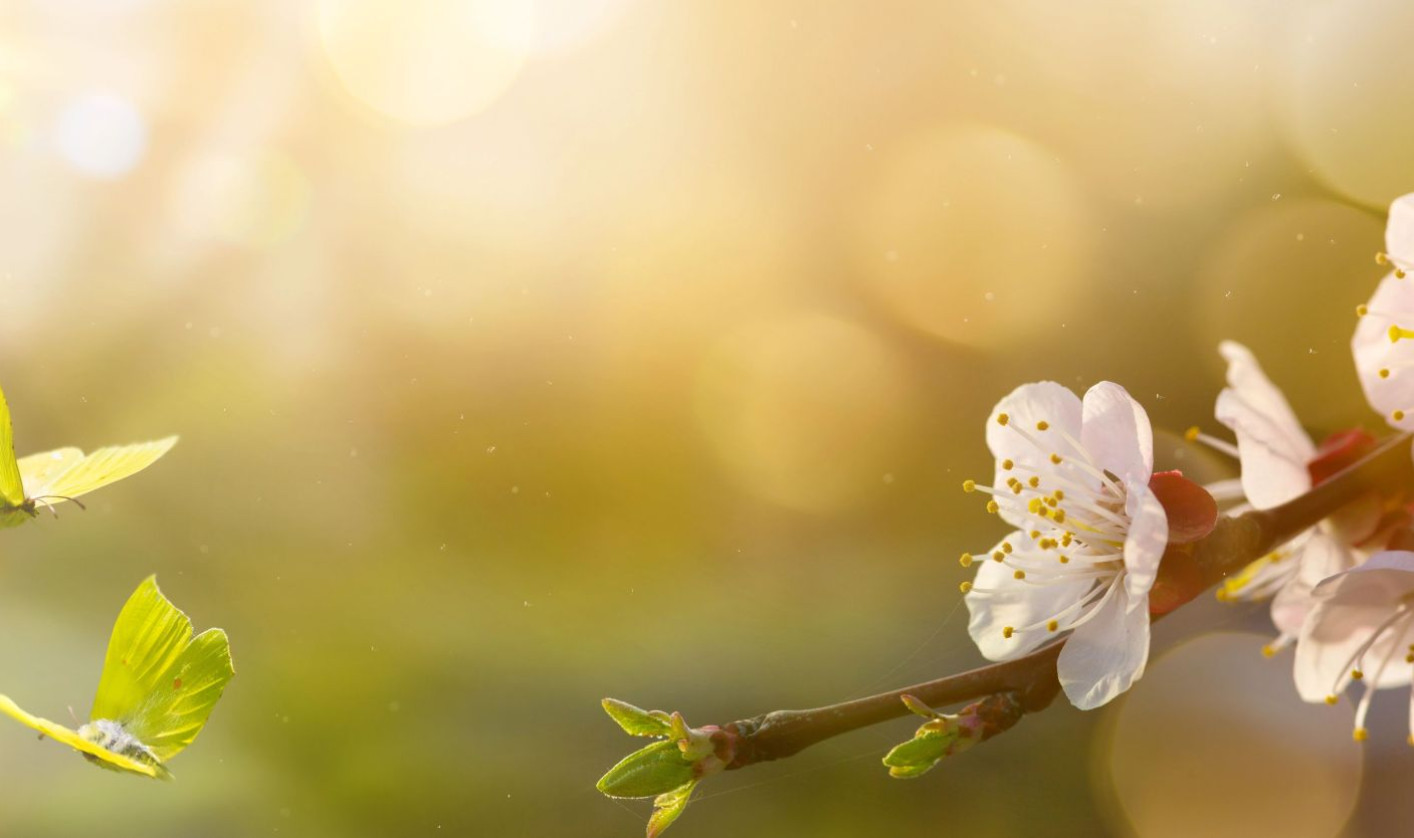 Spring scene with delicate  cherry blossoms on a branch, bright green butterflies fluttering nearby, and warm sunlight creating a serene, dreamy atmosphere.