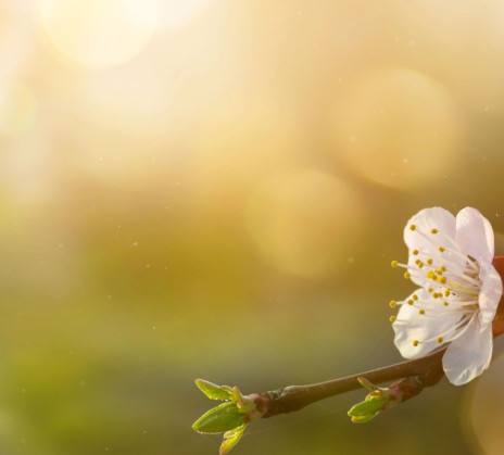 Spring scene with delicate  cherry blossoms on a branch, bright green butterflies fluttering nearby, and warm sunlight creating a serene, dreamy atmosphere.