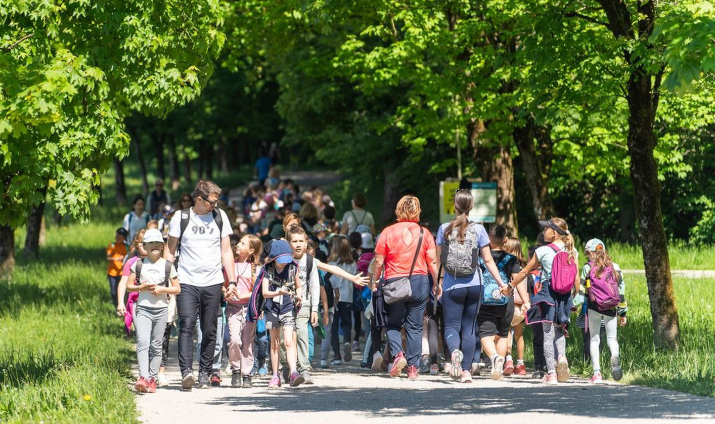 VELIKA Mnozica solarjev Foto Damjan Koncar