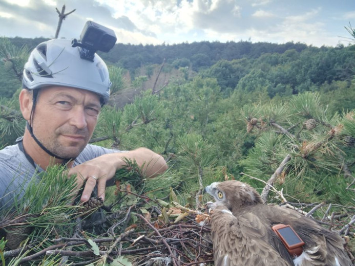 Man in a white helmet poses beside a nest of an eagel in a forest, with a tracking device visible on the bird.