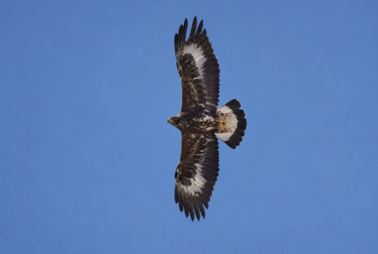 A golden eagle with mottled brown plumage soars against a clear blue sky, showing broad wings and a widely spread tail.