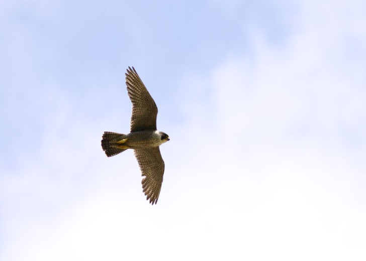 A peregrine falcon glides across clouded sky with wings fully outstretched, showing its pointed wings, streamlined body, and distinctive barred underparts.