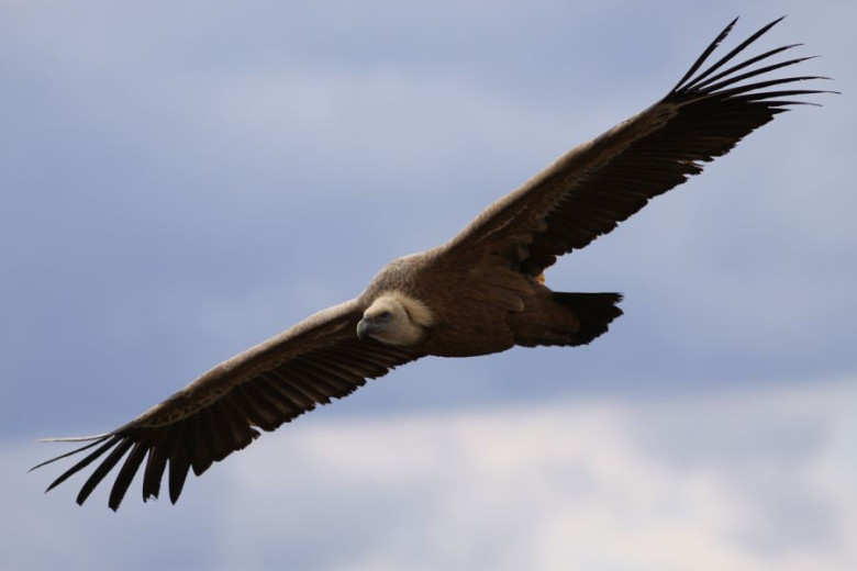 A large brown griffon vulture glides with wings fully outstretched against a cloudy blue sky.