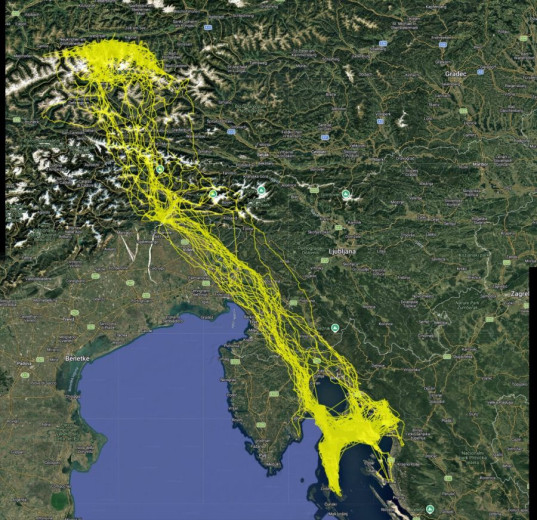 Satellite map of the Adriatic region with numerous yellow flight paths representing the movements of a griffon vulture. The routes extend across northern Italy and Slovenia and converge on Cres Island, Croatia.