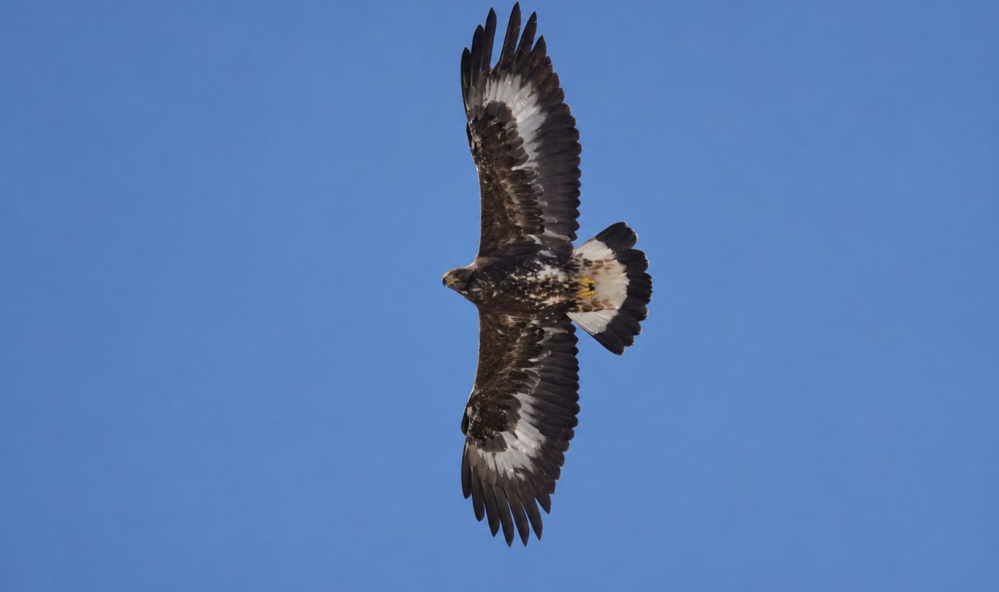 A golden eagle with mottled brown plumage soars against a clear blue sky, showing broad wings and a widely spread tail.