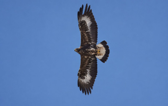 A golden eagle with mottled brown plumage soars against a clear blue sky, showing broad wings and a widely spread tail.