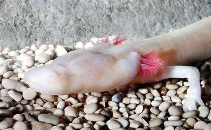 The photo shows a pale pink-white cave salamander (olm) with distinctive external gills in bright red. Its body is elongated, unpigmented, and has tiny, nearly invisible eyes—typical features of subterranean amphibians. The animal is resting on a bed of small pebbles in a moist cave environment.