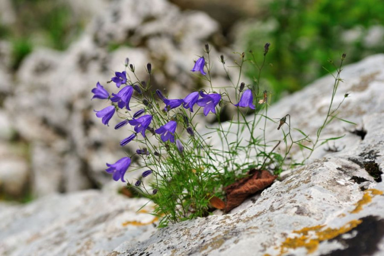 A delicate plant emerges from a narrow rock crevice, its small blossoms gently leaning with the movement of the wind.