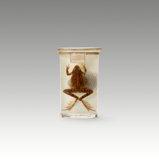 Preserved brown frog with spawn in a glass jar.