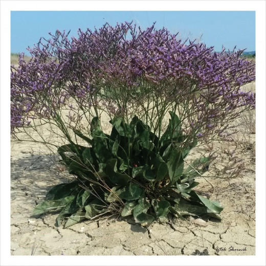 Sea-lavender