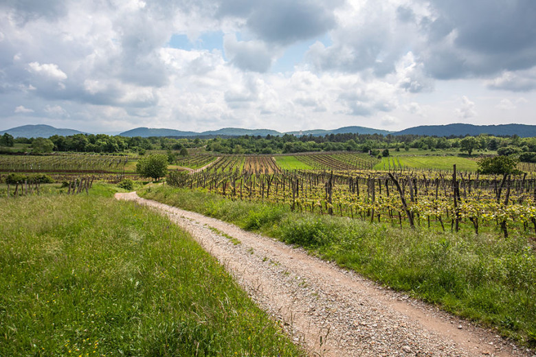 Gravel path winding through vineyards and green fields.