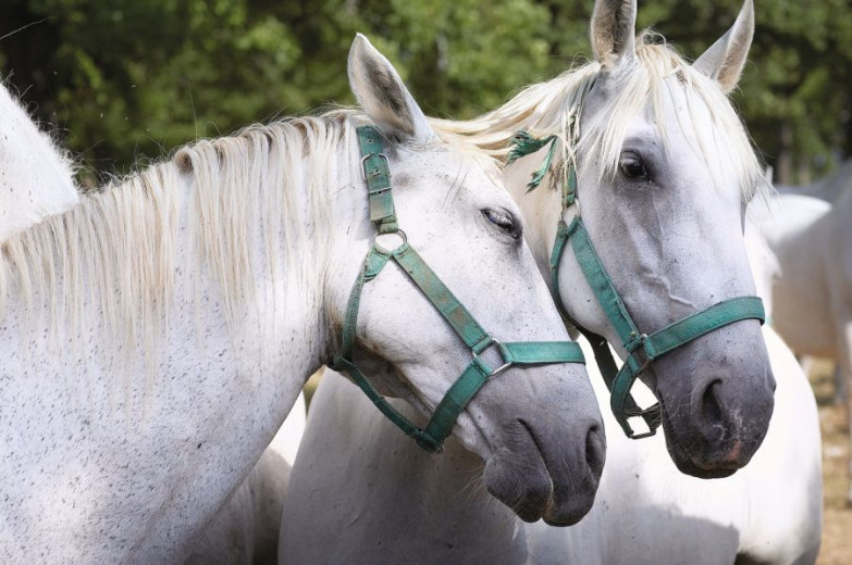 Two Lipizzaners lean their heads together.