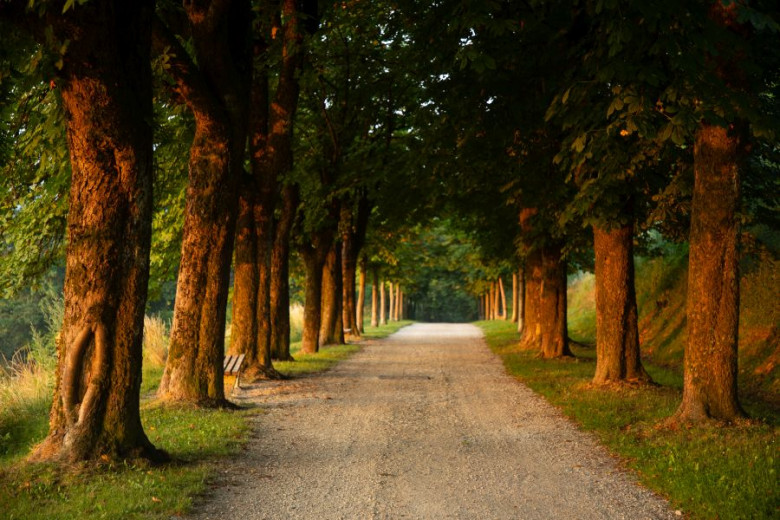 A walkway lined with trees.