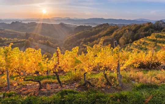 Haloze-pogled na vinograde 