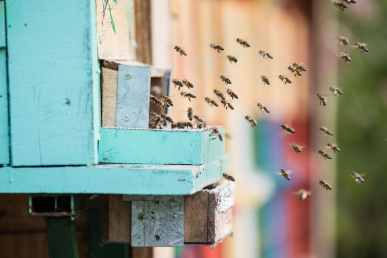 Čebele letajo v čebelnjak 