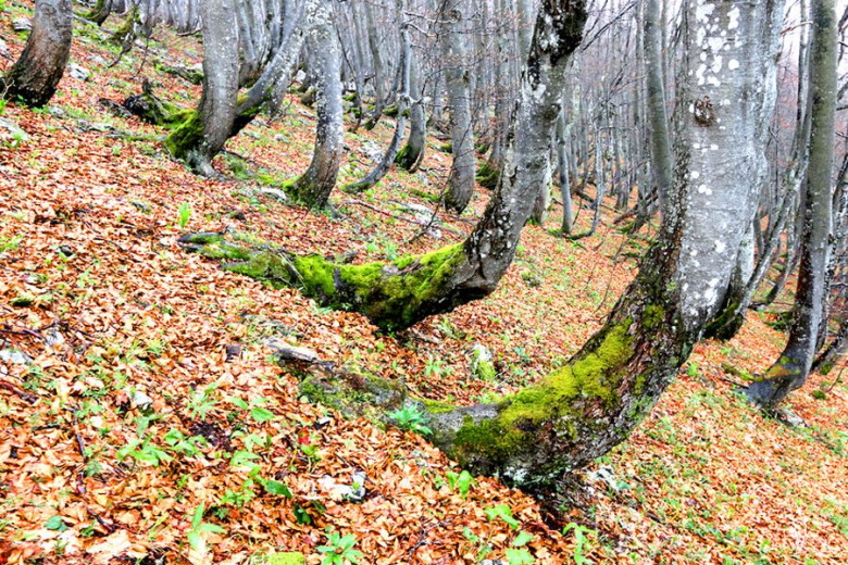 1Slika 3 Ukrivljena debla bukev na zgornji gozdni meji Sneznik foto Kutnar 2019 IMG 7760 mala