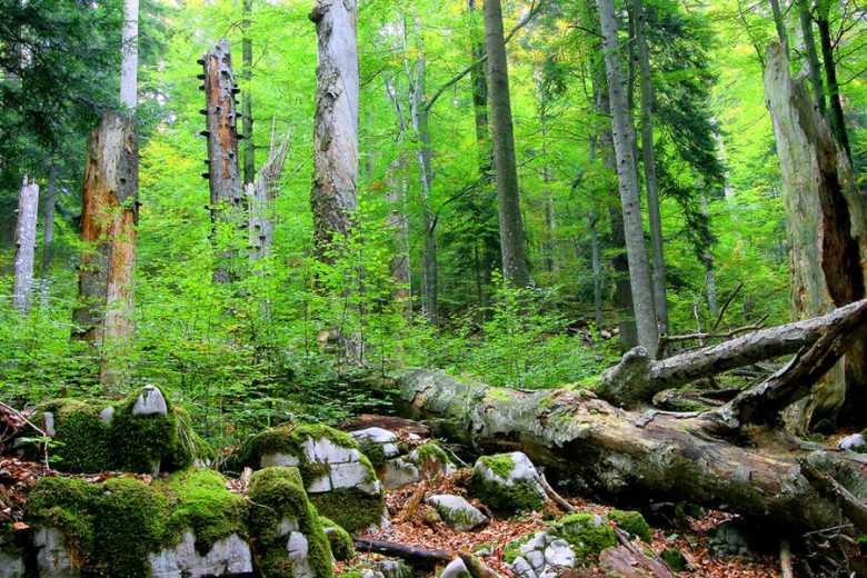 Na mestu padlih in odmirajočih starih dreves se ustvarjajo ugodni pogoji za rast mladega gozda.