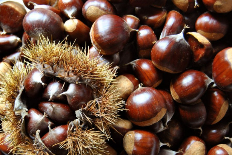  Chestnut and hedgehog