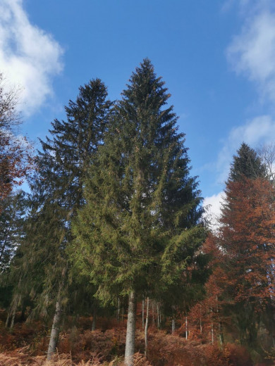 a spruce from the Kočevje forests