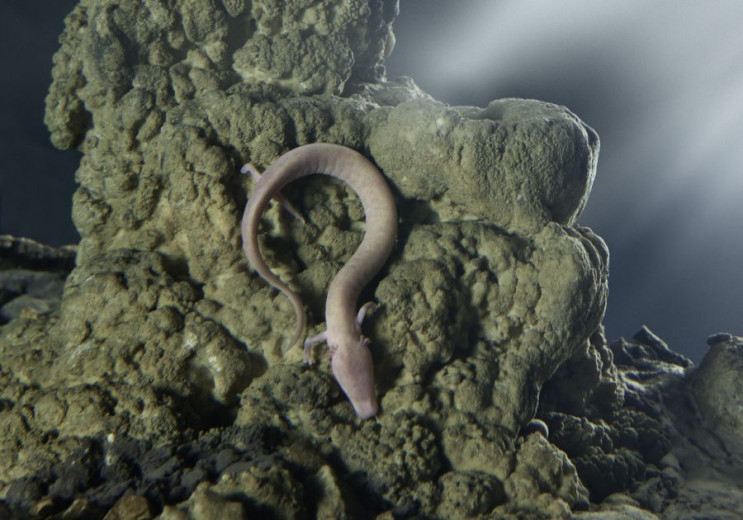 An olm from Postojna Cave 