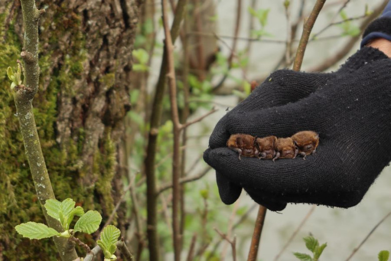 MALA 128 Pipistrellus pygmaeus drobni netopir foto Luka Sparl Arhiv JP VOKA SNAGA