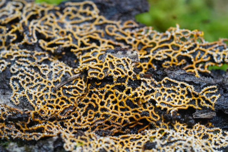 MALA 52 Hemytrichia serpula mrezasta zlatovka foto Luka Sparl Arhiv JP VOKA SNAGA