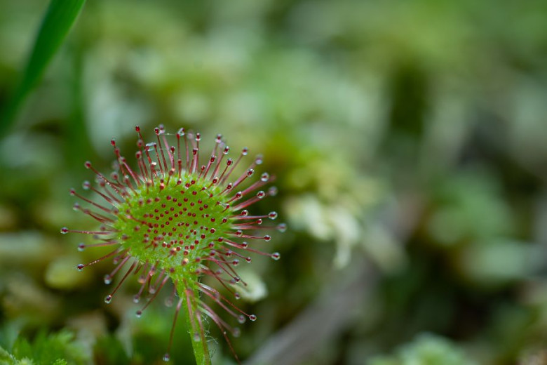 MALA 81 Drosera rotundifolia okroglolistna rosika foto Luka Sparl Arhiv JP VOKA SNAGA