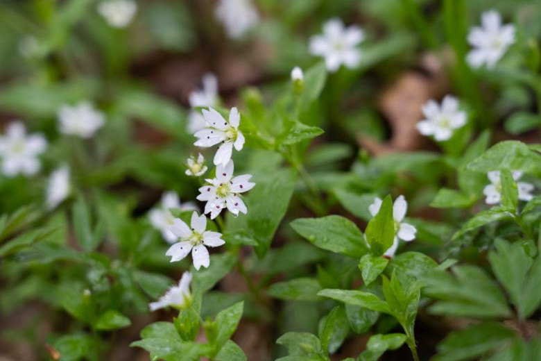 MALA 87 Pseudostellaria europaea evropska gomoljcica foto Luka Sparl arhiv JP VOKA SNAGA