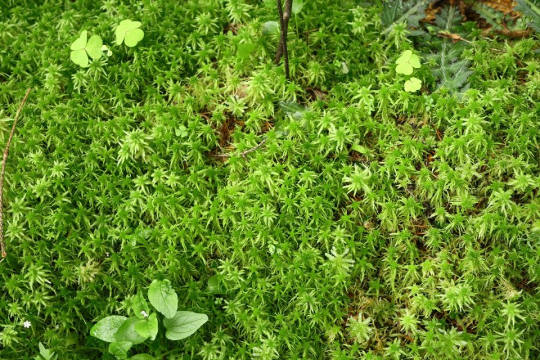 MALA Sphagnum sp. sotni mah NR Mostec foto Luka Sparl 1