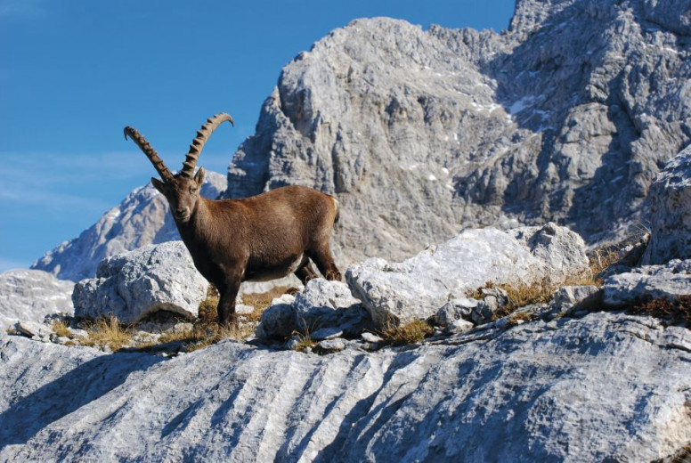 Alpine ibex is standing on the rock