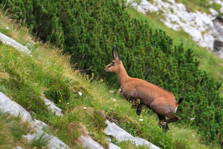 The chamois is standing on the rocks in mountains