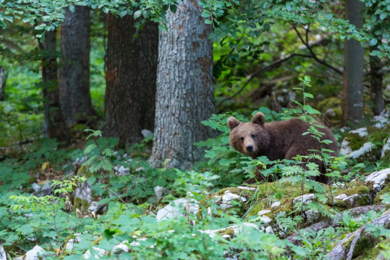 A bear in the forest