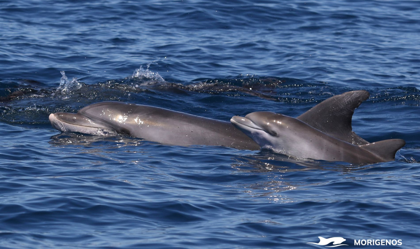 Article about dolphins in the Slovenian sea
