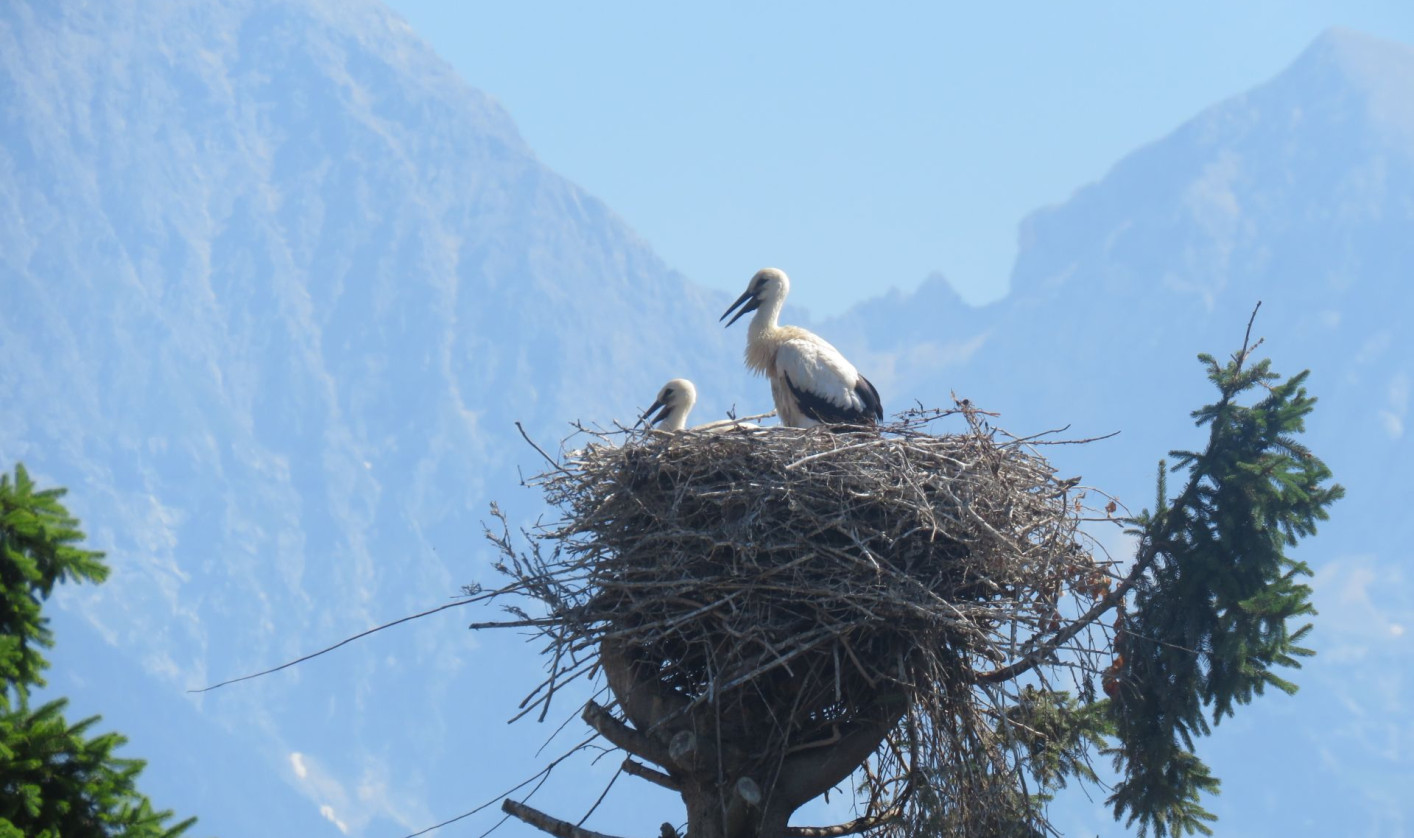 This is an article about how the white storks are thriving in Slovenia.