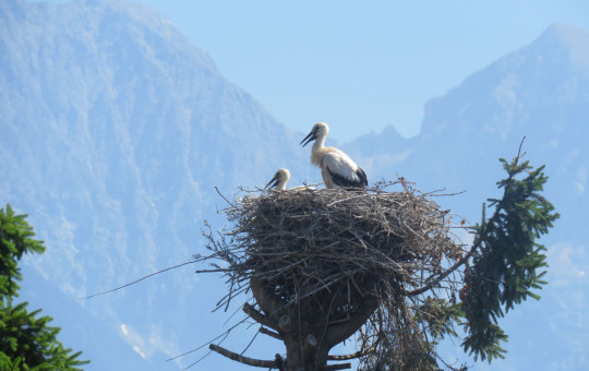 This is an article about how the white storks are thriving in Slovenia.