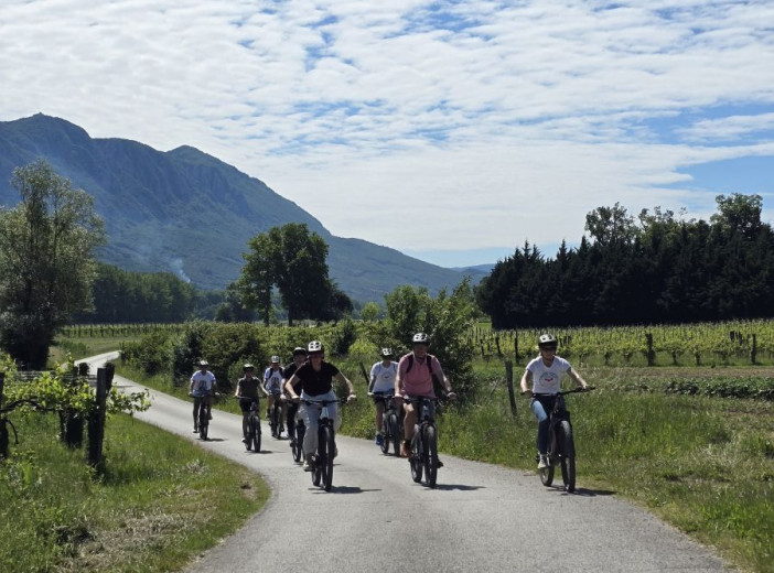 A group of cyclists rides along a country road through vineyards.