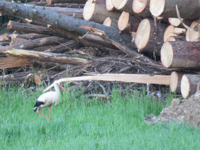 A white stork with red legs and beak is standing on green grass, holding a wooden stick in its beak, with a large stack of cut logs in the background.