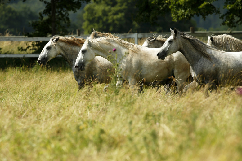 Lipizzaners at a gallop in Lipica.